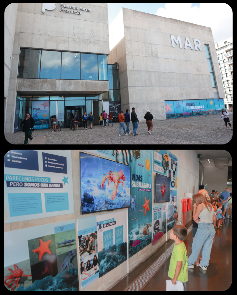 PLANTILLA WEB MASIVA GRILLA VIDAS SUMARINAS_MUSEO MAR-03